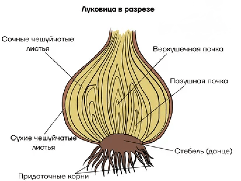 Решение рисунок 2