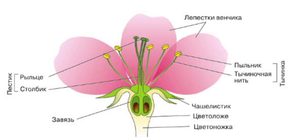 Решение рисунок 1