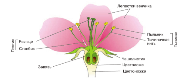 Решение рисунок 1