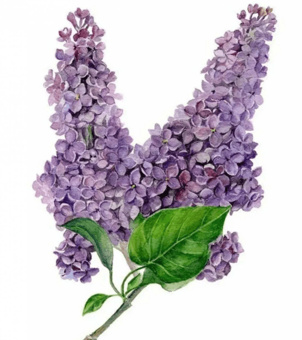 Решение рисунок 1