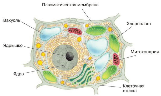 Решение рисунок 1