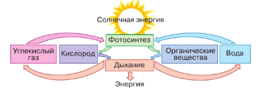 Решение рисунок 1