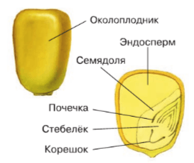 Решение рисунок 1