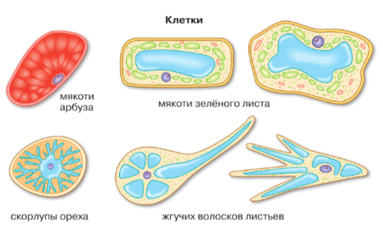 Задание рисунок 1