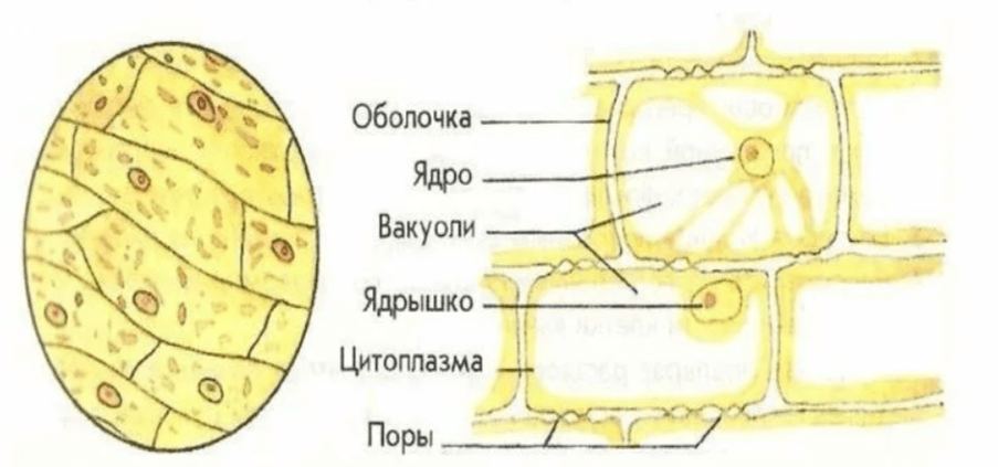 Решение рисунок 1