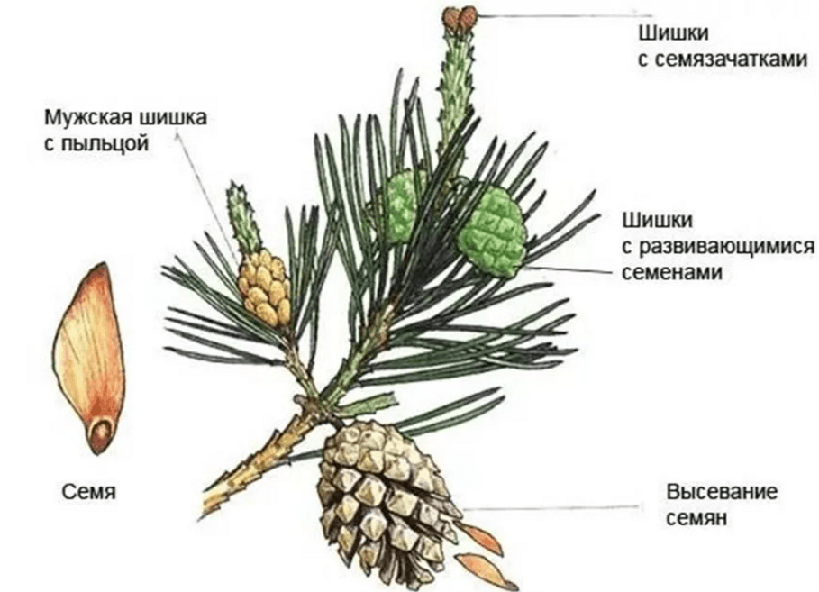 Решение рисунок 2