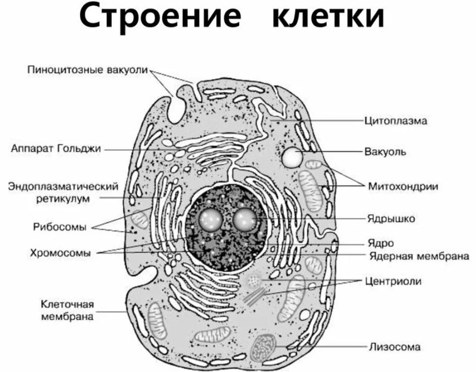 Решение рисунок 1