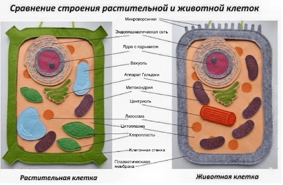 Решение рисунок 1