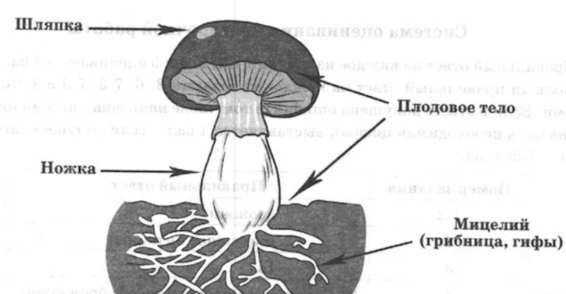 Решение рисунок 1