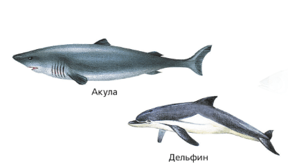 Задание рисунок 1
