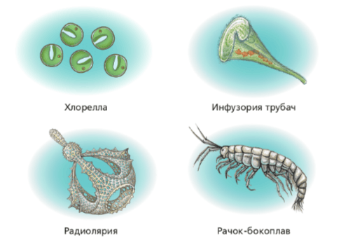 Решение рисунок 1