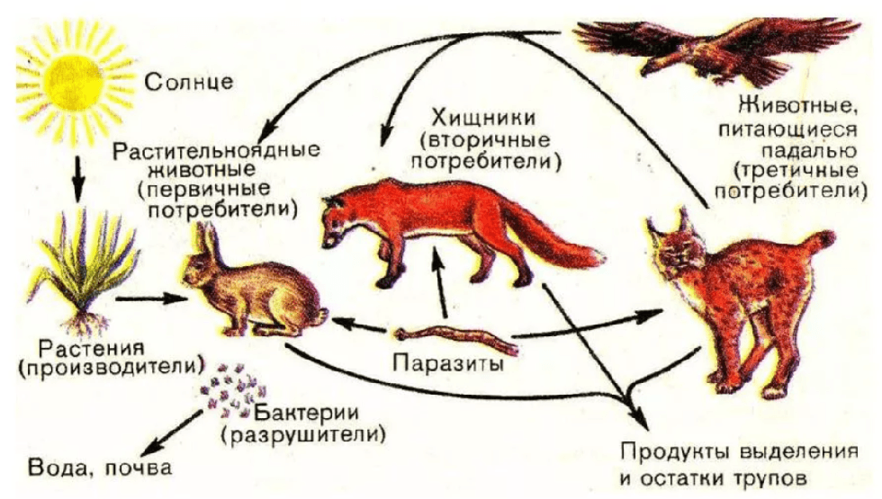 Потребителями могут быть в пищевой цепи. Пищевая цепочка в природе. Передача энергии в пищевой цепи. Передача энергии по пищевым цепям. Схема передачи энергии в пищевых цепях.