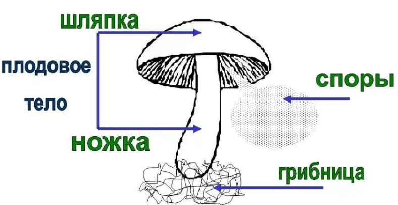 Решение рисунок 1