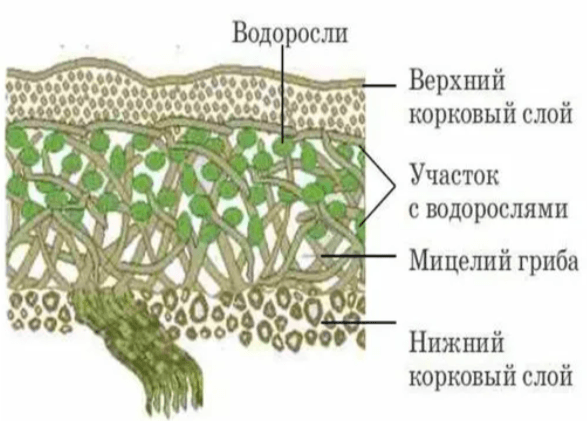 Решение рисунок 1
