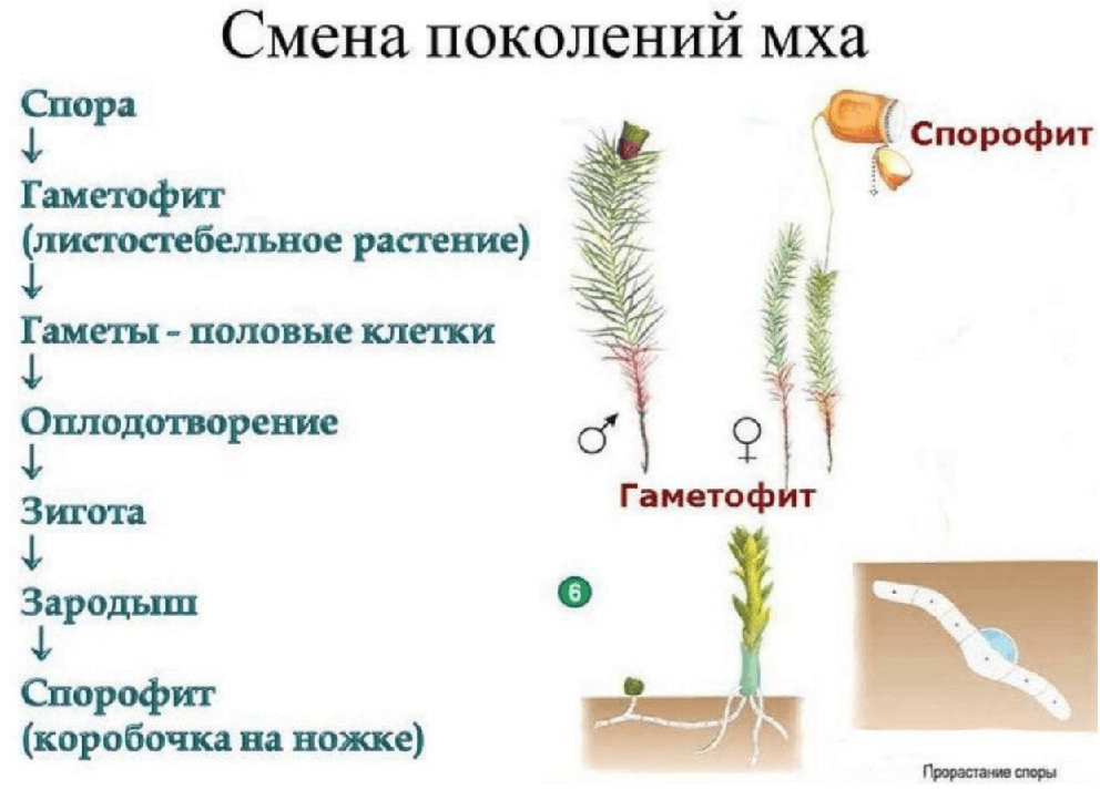 Решение рисунок 1