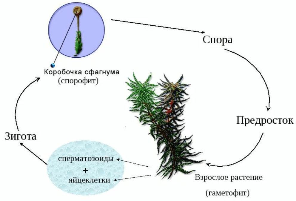 Решение рисунок 1
