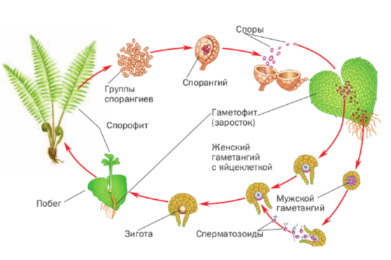 Задание рисунок 1