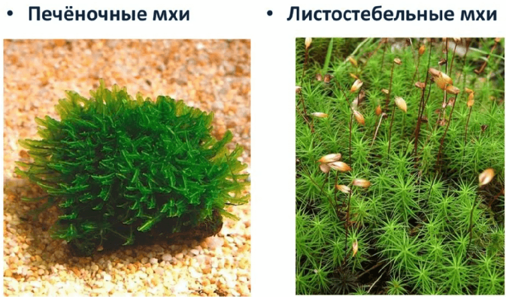 Решение рисунок 1
