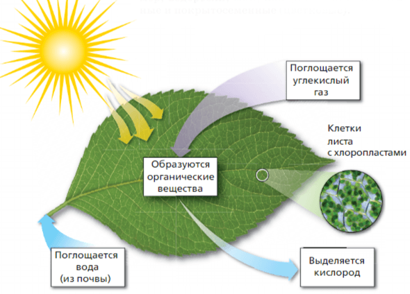 Задание рисунок 1
