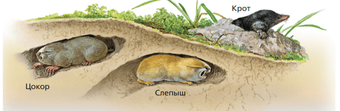 Задание рисунок 1