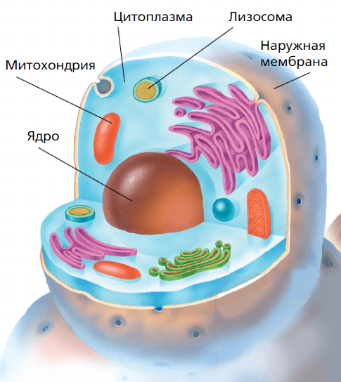 Задание рисунок 1