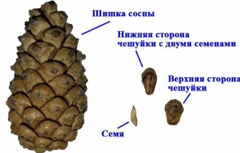 Решение рисунок 1