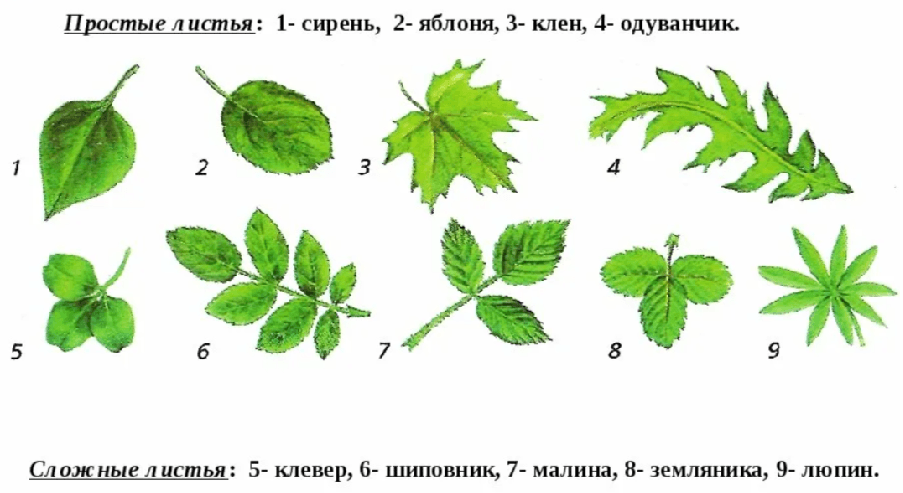 Решение рисунок 1