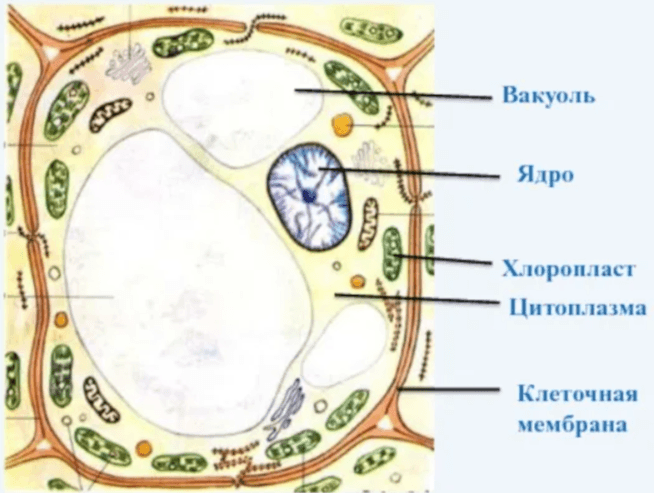 Решение рисунок 1