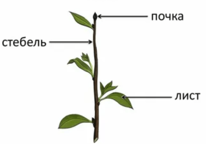 Решение рисунок 1