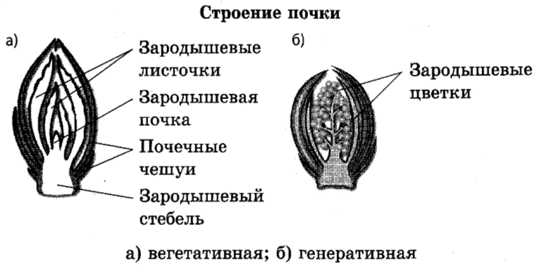 Решение рисунок 1