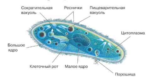 Решение рисунок 1