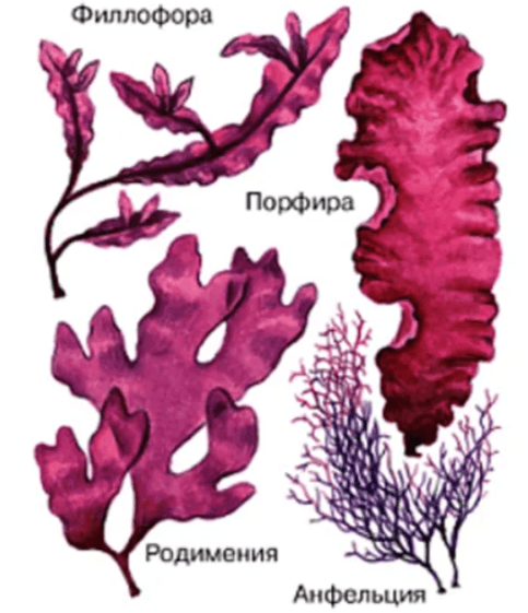 Решение рисунок 1