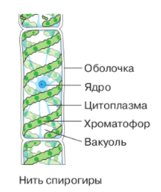 Решение рисунок 1