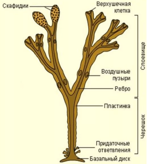 Решение рисунок 2