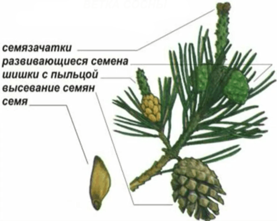 Решение рисунок 2