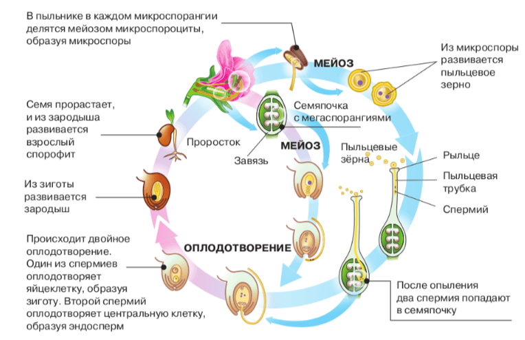 Задание рисунок 1