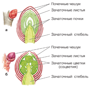 Решение рисунок 1