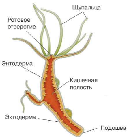 Решение рисунок 1