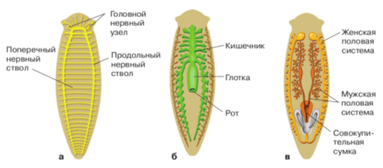 Решение рисунок 1
