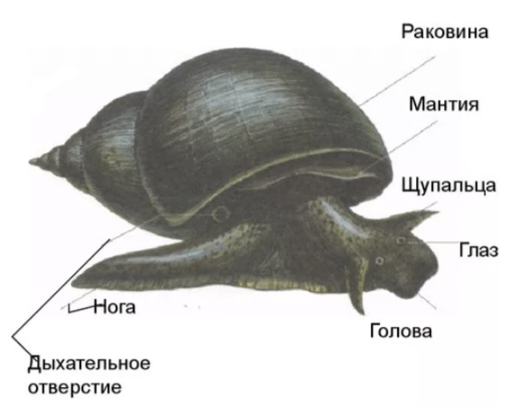 Решение рисунок 1