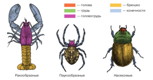 Решение рисунок 1