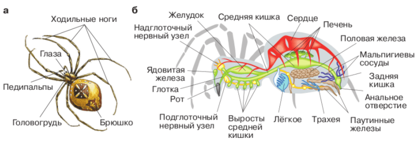 Задание рисунок 1