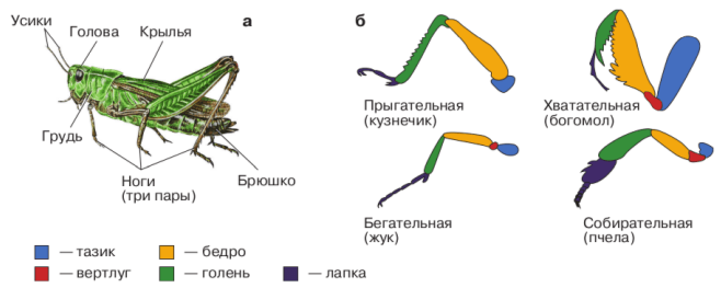 Задание рисунок 1