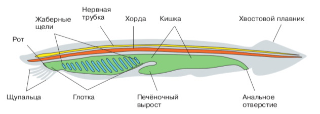 Решение рисунок 1