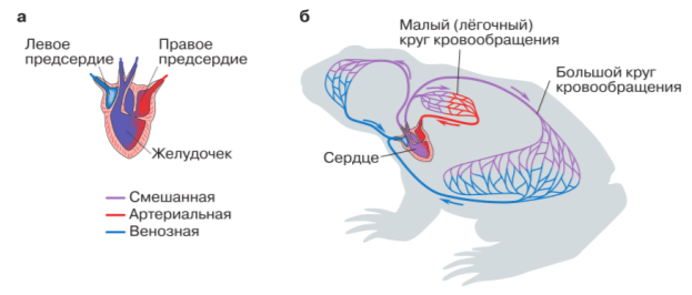 Задание рисунок 1
