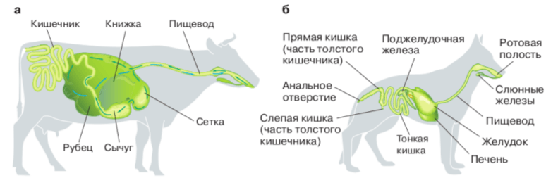 Задание рисунок 1