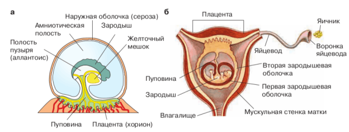 Задание рисунок 1