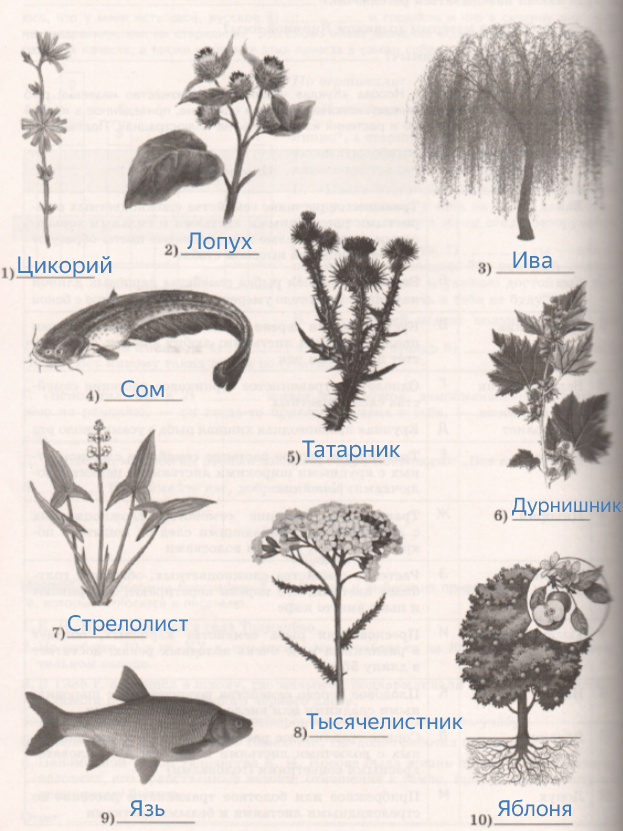 Решение рисунок 1