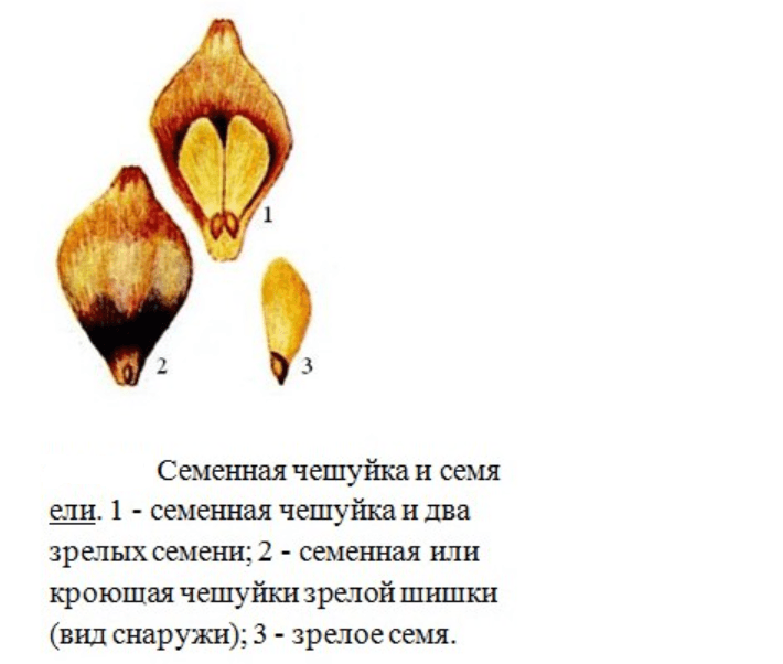 Форма хвои