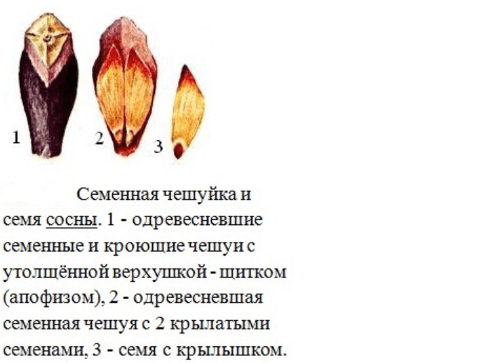 Размножение растений